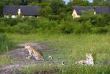 Elephant Plains Game Lodge