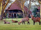 Lake Naivasha Sopa Resort