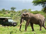 Royal Thonga Safari Loge