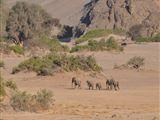 3 Night Desert Elephant, Black Rhino & Himba Package