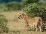 5 Night Great Wildlife Expedition (JHB bis DBN)