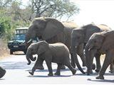 4 Night Kruger Three Park Tented Safari