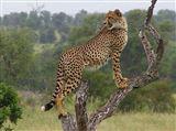 5 Day Kruger Experience -Tent