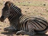 4 Day Kruger Experience Lodge-Tent