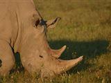 3 Day Kruger Experience -Tent