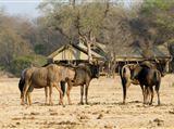 4 Night Kruger Walking Safari