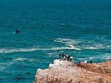 1 Day Whale & Wine Adventure