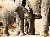 3 Day Elephant Trumpets Tour