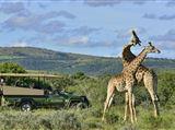 1 Night Shamwari Safari Package