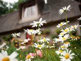 Granny Mouse Country House en Spa