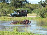 Journey Through Kruger Safari