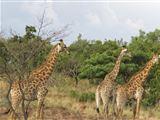 Greater KrugerPanorama Safari