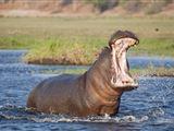 Kosi Bay Hippo Loge