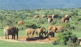 2 Nights at Addo Main Rest Camp Addo Elephant National Park SANParks