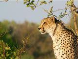 Pilanesberg Wildlife Safari