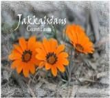 Jakkalsdans 