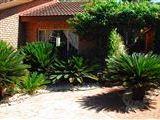 Cycas 