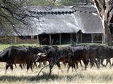 Bomani Safari Camp