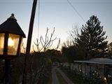 Lavender Lane 